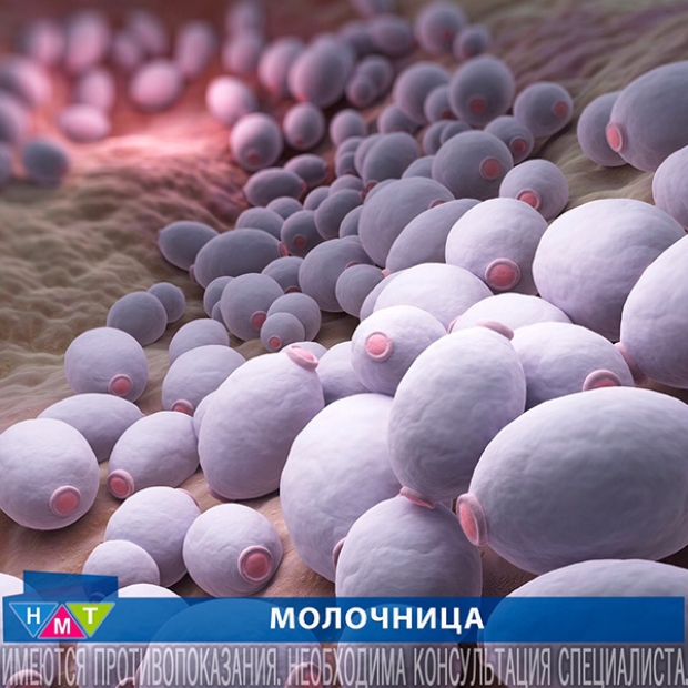 МОЛОЧНИЦА